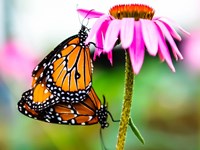 2 Butteflies Hanging Fine Art Print