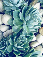 Succulents no words Fine Art Print