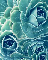 Succulents With Dew 2 Fine Art Print