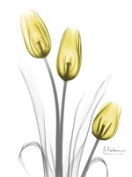 Illuminating Tulip Trio Fine Art Print