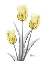 Illuminating Tulip Trio 2 Fine Art Print