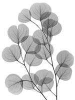Eucalyptus Bunch Fine Art Print