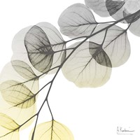 Brilliant Eucalyptus 1 Fine Art Print