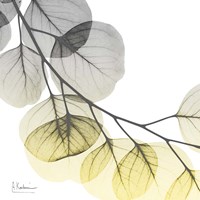 Brilliant Eucalyptus 2 Fine Art Print