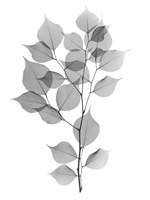 Myrtle Tree L182 Fine Art Print