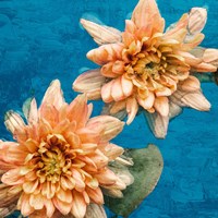 Orange Chrysanthemums Fine Art Print