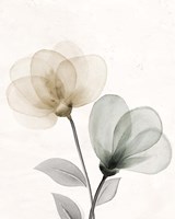 Open Bloom 1 Fine Art Print