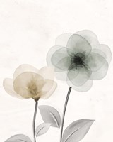 Open Bloom 2 Fine Art Print