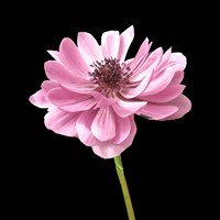 He Heals Blossoms 2 Fine Art Print