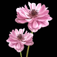 He Heals Blossoms 3 Fine Art Print