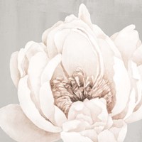 Neutral Peony 1 Fine Art Print