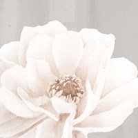 Neutral Peony 2 Fine Art Print