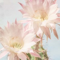 Cactus Bloom Fine Art Print
