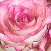 Strength Rose 3 Fine Art Print