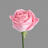 Trust Rose 3 Fine Art Print