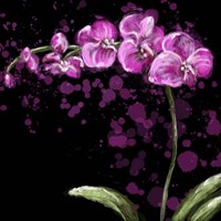 Fuschia Orchid Fine Art Print