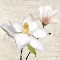 Ivory Magnolia I Fine Art Print