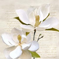 Ivory Magnolia II Fine Art Print