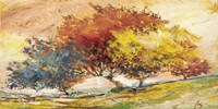 Alberi nel sole Fine Art Print