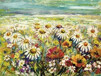 Margherite sotto un Cielo Turchese Fine Art Print