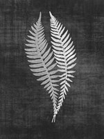 Astor Fern 2 Fine Art Print