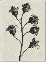 Fern Triptych 2 Fine Art Print