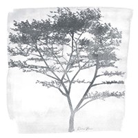 Tree 1 Framed Print