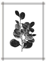 Pressed 1 Framed Print