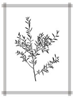 Pressed 3 Framed Print