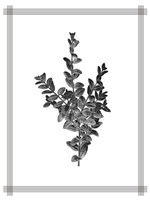 Pressed 4 Framed Print