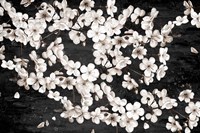 Magnolia Branches Fine Art Print