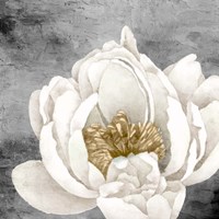 Peony 2 Fine Art Print