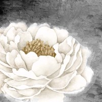 White Peony Fine Art Print