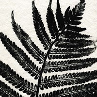 Pressed Fern 1 Fine Art Print