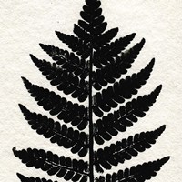 Pressed Fern 2 Framed Print