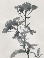 Shadowed Botanical Fine Art Print