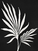 Silhouetted Growth Fine Art Print