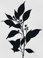 Silhouetted Inverted Growth Fine Art Print