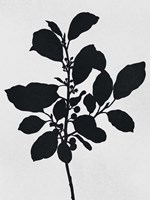 Silhouetted Inverted Growth 2 Framed Print