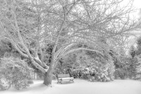 Aboretum December 2 Fine Art Print