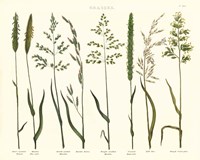 Herbal Botanical VII Ivory Fine Art Print