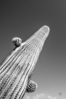 King I v2 Fine Art Print