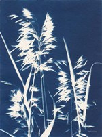 Ornamental Grass VI Framed Print