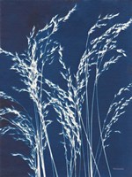 Ornamental Grass V Framed Print