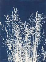 Ornamental Grass I Framed Print