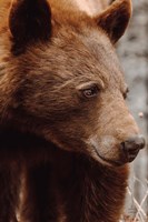 Bear Profile I Fine Art Print