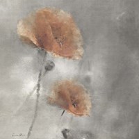 Two Poppies 1 Framed Print