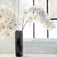 Orchid Window Fine Art Print