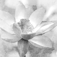 Lotus Fine Art Print