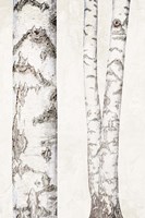 Birches 2 Framed Print